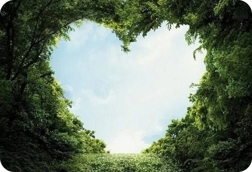 Forest canopy forming a heart shape toward the sky — circular future and care for nature